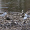 Little Tern; Charrancito