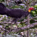 Brush Turkey
