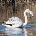 Greater Flamingo; Flamenco