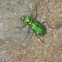 Six-Spotted Tiger Beetle