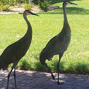 Sandhill Crane