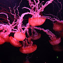 Jellyfish