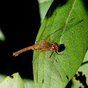 Cardinal Meadowhawk