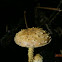 Scalycap sp.?