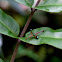 Monkey Grasshopper