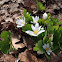 Bloodroot