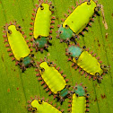 Slug Moth Caterpillars