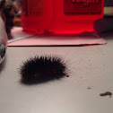 Painted Arachnis Caterpillar???