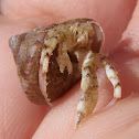 Hermit crab