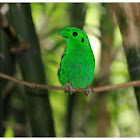 The Green Broadbill