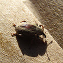 Alfalfa Weevil
