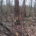 Unknown spotting