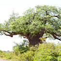 Baobab