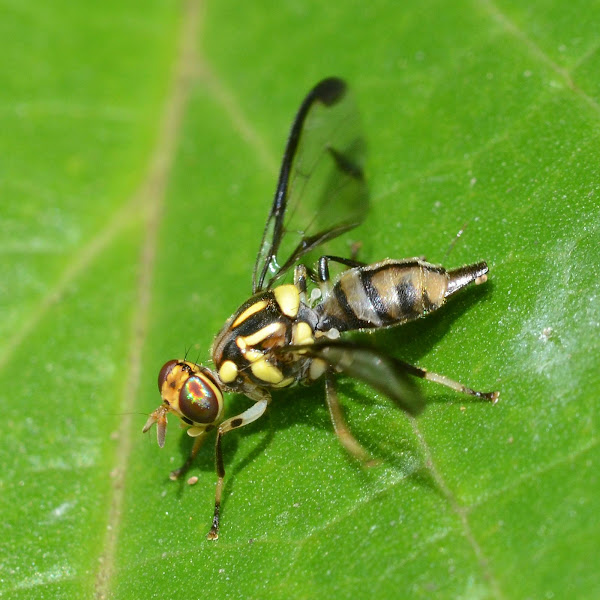 melon fruit fly Project Noah