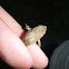 Spring Peeper
