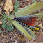 Green Milkweed Locust or African Bush Grasshopper