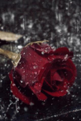 Rain On Red Rose Live Wallpape