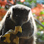lemur