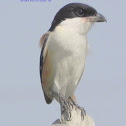 Long-tailed Shrike