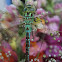 Green Hawker
