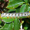 White-lined Sphinx