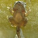 Tree Frog