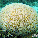Brain Coral