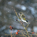 European Greenfinch