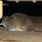 Southern Brown Bandicoot