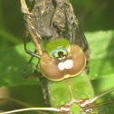 Green Darner