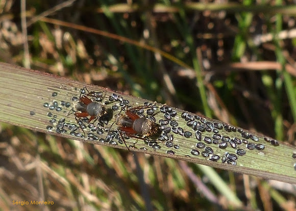 Spotting Image 1