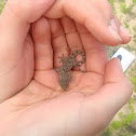 Lizard