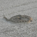 Western Diamondback Rattlesnake
