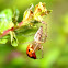lynx spider (and ladybug)