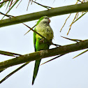 Monk Parakeet