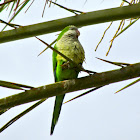 Monk Parakeet