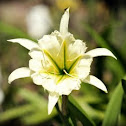 Peruvian Lily