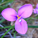 Purple Flag