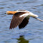 American Avocet