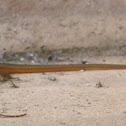 Juvenile psammodromus