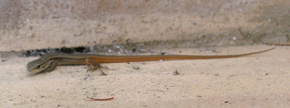 Spotting Image 1