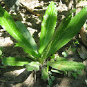 Culantro, Shadon, Shado beni, Ban-Dhania
