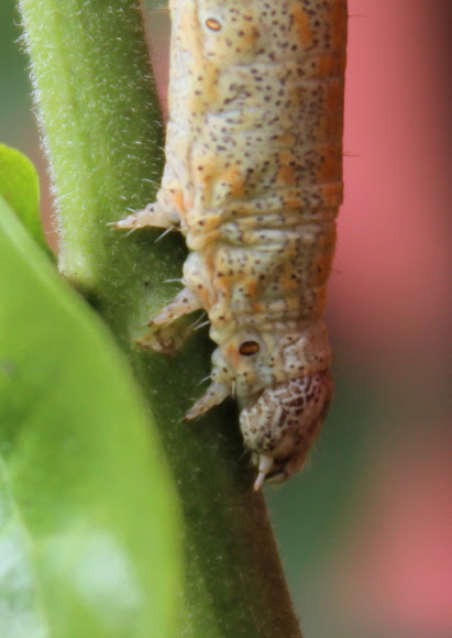 Spotting Image 1