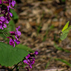 Common Brimstone