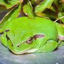 Mediterranean tree frog
