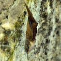 Canyon Wren