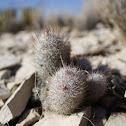 Potts' mammillaria