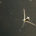 Water Strider