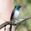 Leaden Flycatcher or Blue Flycatcher