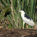 Black-crowned Night Heron